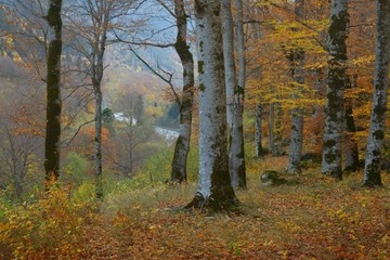 Naklejka premium Autumn in forest