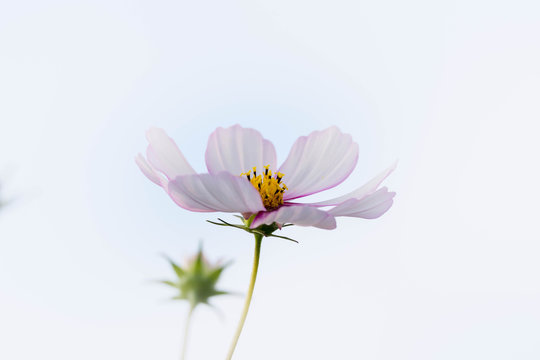 一輪の花 のストック写真 ロイヤリティフリーの画像 ベクター イラスト Adobe Stock 一輪の花 のストック写真 ロイヤリティフリーの画像 ベクター イラスト Adobe Stock