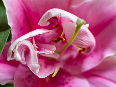Flor lilium, lirio, azucena