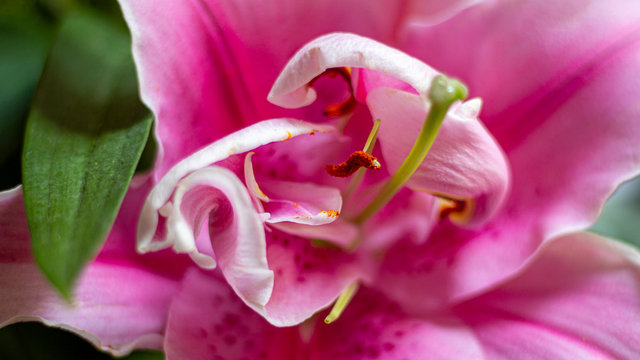 Detalle de flor de lirio