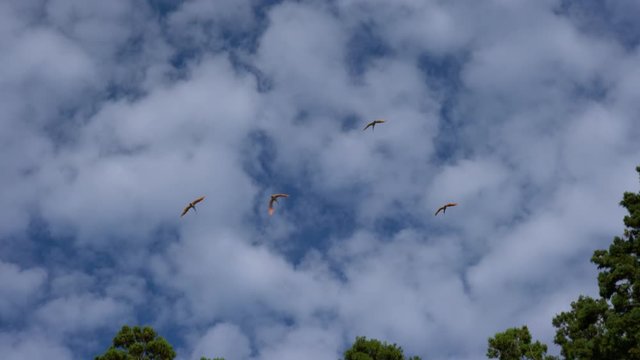 Nipponia nippon or Japanese Crested Ibis or Toki, once extinct animal from Japan, flying on blue sky in Sado island