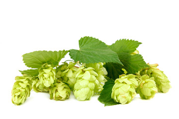 Hop close-up isolated on a white background.