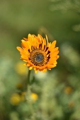 Wildblumenwiese