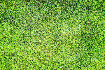 Fototapeta premium green grass texture