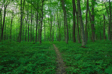 Fresh green deciduous forest in spring. Landscape