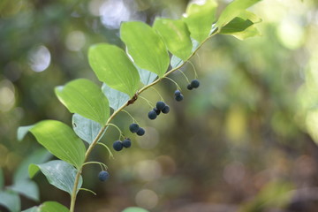 Früchte einer Vielblütigen Weißwurz