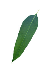 Green leaves on white background, Eucalyptus leaves.