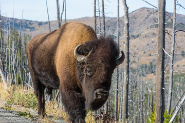 Bizon © Galyna Andrushko