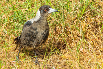 Fototapeta premium The Australian magpie spends much time on the ground - Lorne, Victoria, Australia