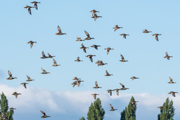 Flock of a group of geese