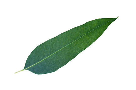 Green leaves on white background, Eucalyptus leaves.