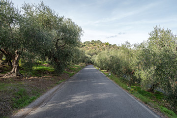 Fototapeta na wymiar Road through the olive orchard