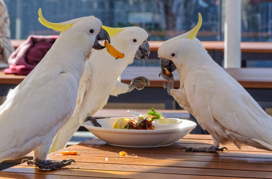 Sulphur-crested cockatoos enjoy a nice meal - Lorne, Victoria, Australia - Powered by Adobe