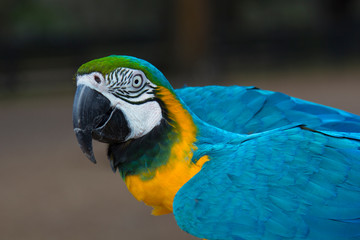Blue & Yellow Macaw, Ara Ararauna
