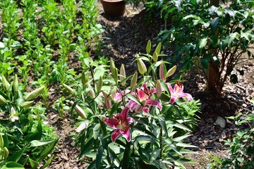ピンクの百合の花 花壇