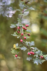 Früchte des Weißdorns (Crataegus)