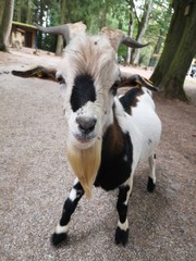 ziege
