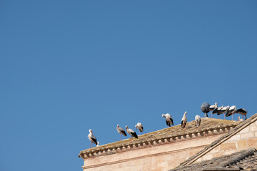 storks resting from your trip