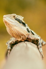 Eastern Water Dragon