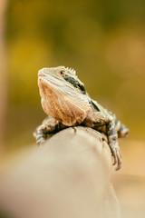 Eastern Water Dragon