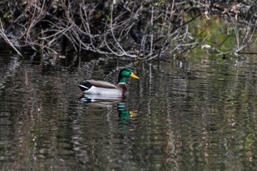 Colorful male mallard duck swims above his reflection in the pond water near shoreline.
