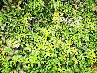 Obraz premium abstract green leaves texture