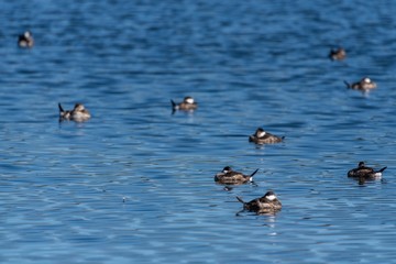 Group of sleeping Ruddy Ducks have heads safely tucked while floating together on pond water surface.