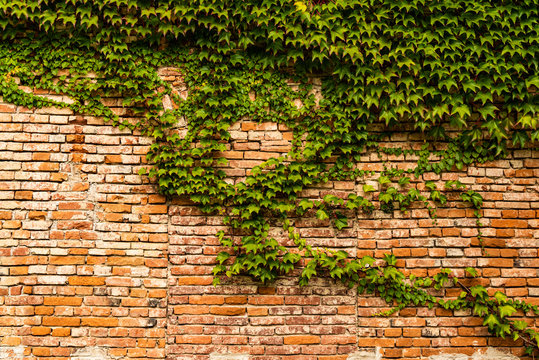 Ivy plant cocering red brick wall texture.