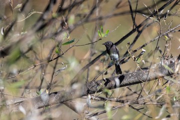Hungry Black Phoebe bird balances on his branch perch while examining the seed pods for potential food. while looking to the left.