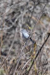 Adorable Blue Gray Gnatcatcher reaches as far as tiny body will allow while grasping vegetation perch.