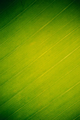 Leaf abstracts from nature