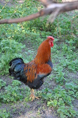 rooster on a farm