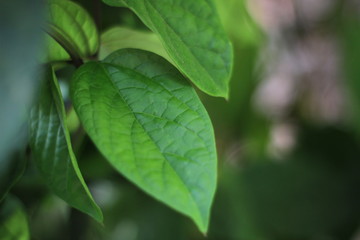 Fototapeta na wymiar tree leaves background, tropical fresh green leaves