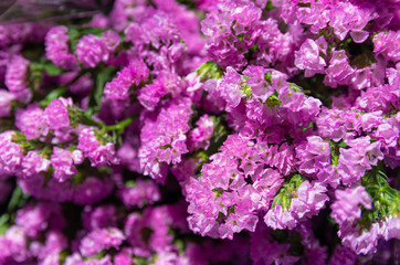 Bunch of purple Perez's sea lavender (Limonium perezii) - close up - selected focus - text space