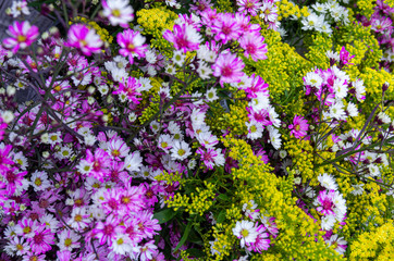 Fototapeta premium Bunch of aster (genus) and goldenrods (solidago) mixed together - close up