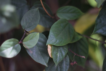 tree leaves background, tropical freshness green leave