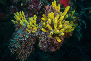 Fototapeta na wymiar coral in Croatia