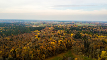 Fototapeta na wymiar forest in autumn season