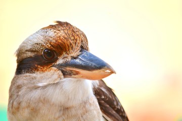 portrait of a kingfisher bird