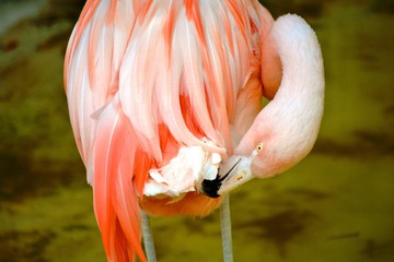 a pink flamingo touching the bottom with the beak