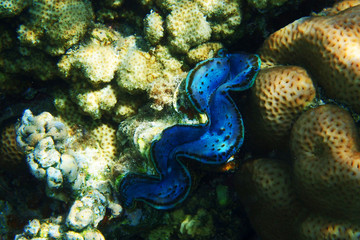 giant clam from egypt