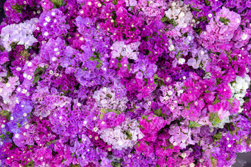 Fototapeta premium Bunch of azalea flower (rhododendron) - close up
