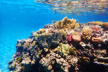 coral reef in Egypt