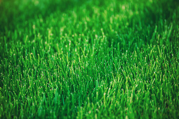 Natural abstract background