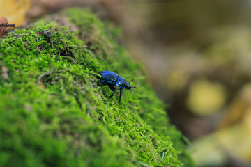 Blue metallic earth-boring dung beetle in green moss, selective focus