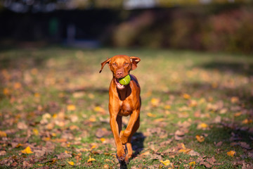 vizsla the beautiful dog