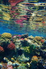 coral reef in Egypt