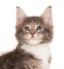 Obraz premium Maine Coon kitten