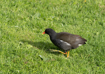 Moorhen