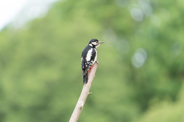 Woodpecker